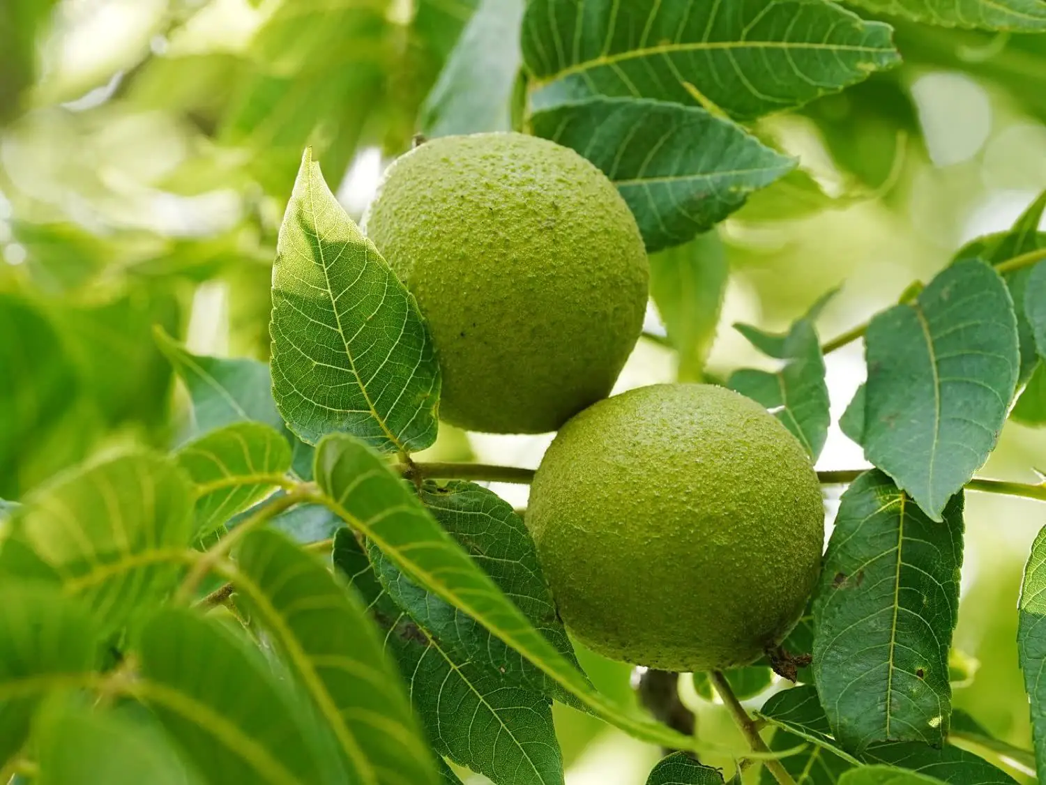 Green walnuts on the branch