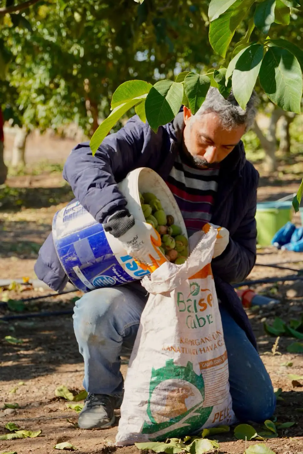 Walnut harvest in the orchard