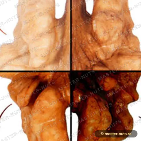 Walnut kernel colour scale: extra light, light, light amber and amber
